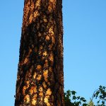 Auf dem Bild ist ein blauer Himmel mit einem dieser wunderbaren Sequoias zu sehen